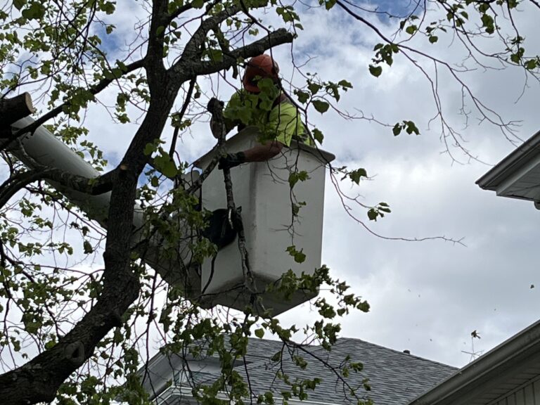 Providence Forestry Tree Trimmer in Bucket