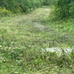 a photo showing a grass walking path
