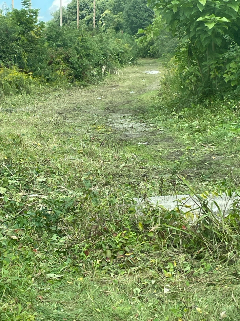 a photo showing a grass walking path