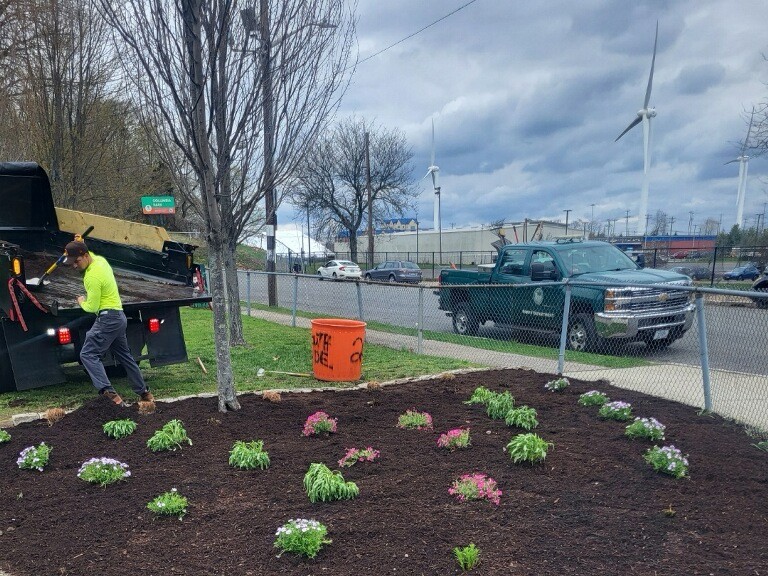 photo showing plants in a garden area