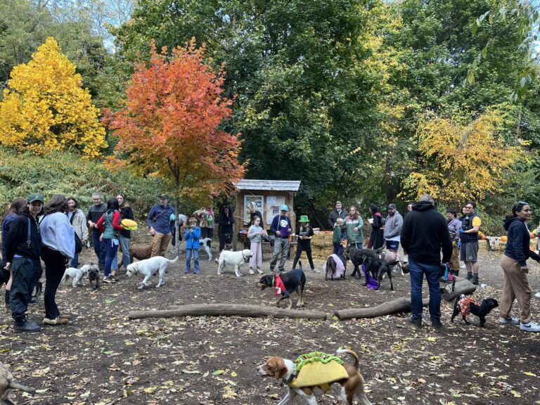 Photo of a large group of people with dogs wearing costumes