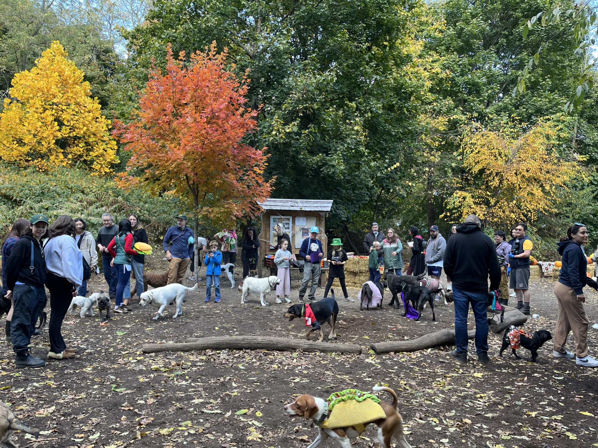 Photo of a large group of people with dogs wearing costumes