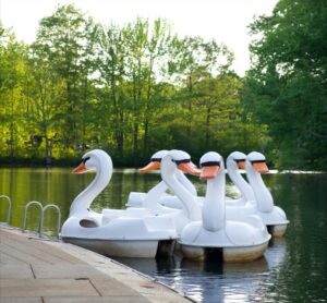 photo of swan boats