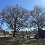 Fargnoli Park majestic trees above playground for ages 2-5