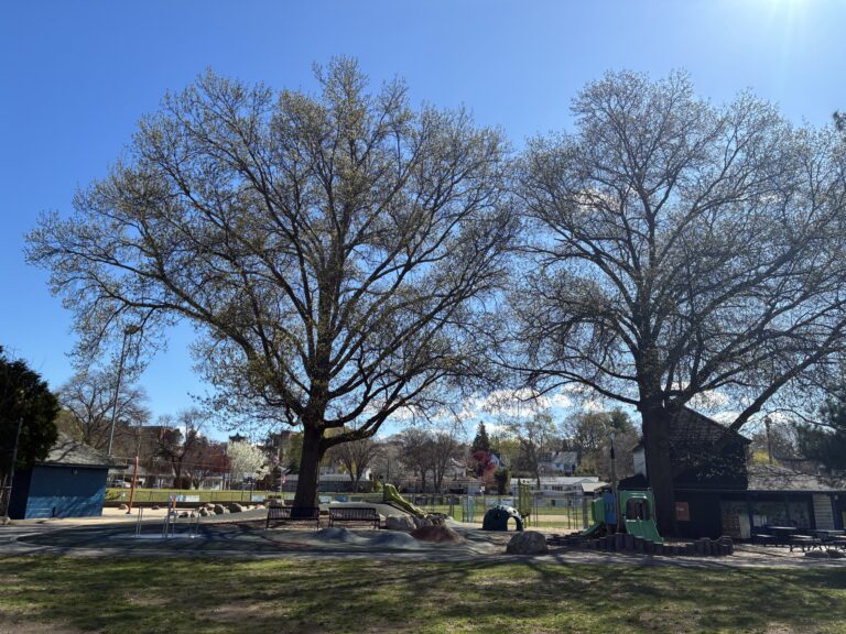 Fargnoli Park majestic trees above playground for ages 2-5