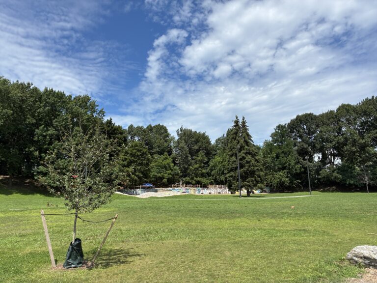 Father Lennon Park newly planted tree facing the open field with a football for scale