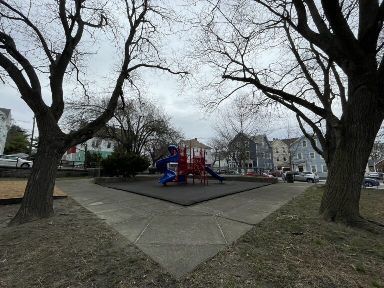 George Araujo Park Winter view of significant trees from inside the park