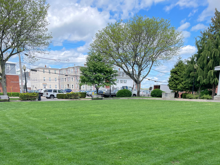 Garibaldi Square trees leafing out May 2025