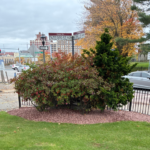 Garibaldi Square landscaping at the corner of the park on Enterprise Row