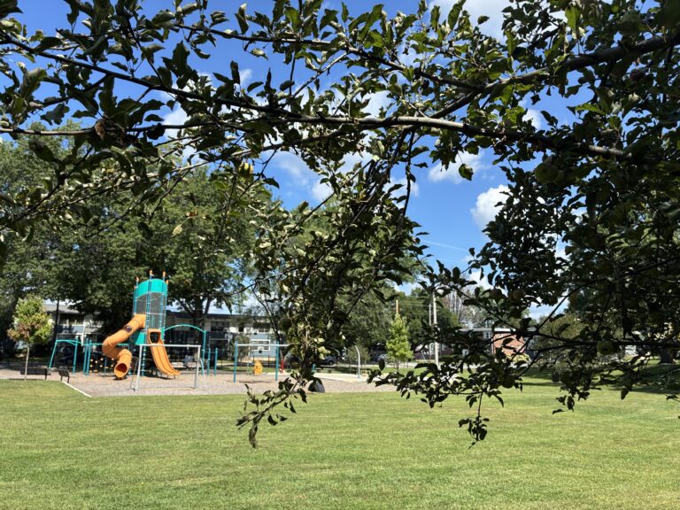 General Street Park view across the field to the playground from under a tree grove on the south side of the park