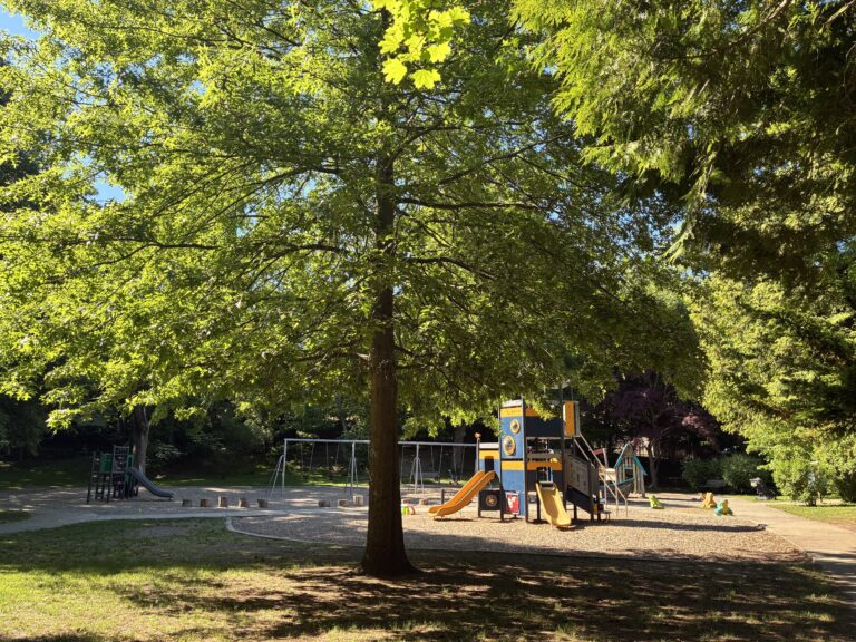 Gladys Potter Park playground for ages 2-12 with behind a majestic pin oak tree