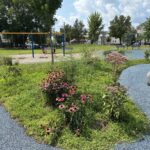 Harriet & Sayles Park Flowers in meadow of outdoor classroom facing the swings for ages 5-12