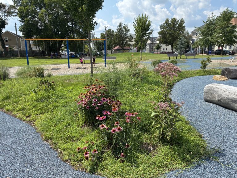 Harriet & Sayles Park Flowers in meadow of outdoor classroom facing the swings for ages 5-12