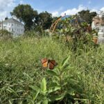 Harriet & Sayles Park monarch butterfly on milkweed in meadow of outdoor classroom with the giant dome play structure in background