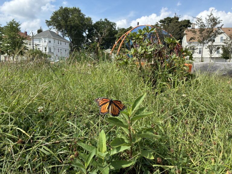 Harriet & Sayles Park monarch butterfly on milkweed in meadow of outdoor classroom with the giant dome play structure in background