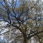 Miguel Luna Park red-tailed hawk in a tree by the basketball court