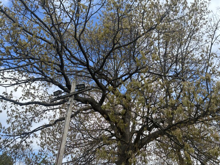 Miguel Luna Park red-tailed hawk in a tree by the basketball court