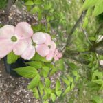 Paterson Park flowering dogwood tree in May 2025