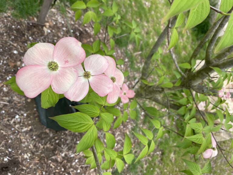 Paterson Park flowering dogwood tree in May 2025