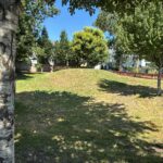 Peace & Plenty Park looking northwest at the berm from under a birch tree