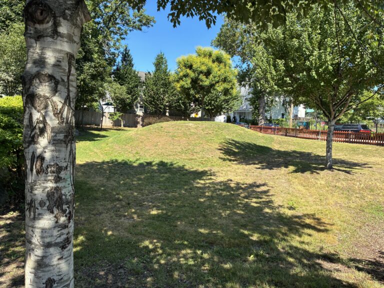 Peace & Plenty Park looking northwest at the berm from under a birch tree