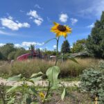 Riverside Park playground is buffered by a meadow with this sunflower in bloom