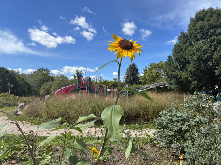 Riverside Park playground is buffered by a meadow with this sunflower in bloom