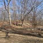 Viscolosi Park treeline in Winter