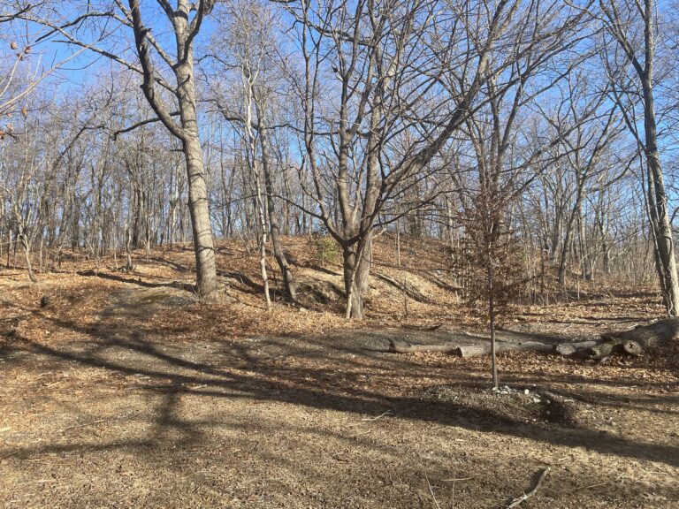 Viscolosi Park treeline in Winter