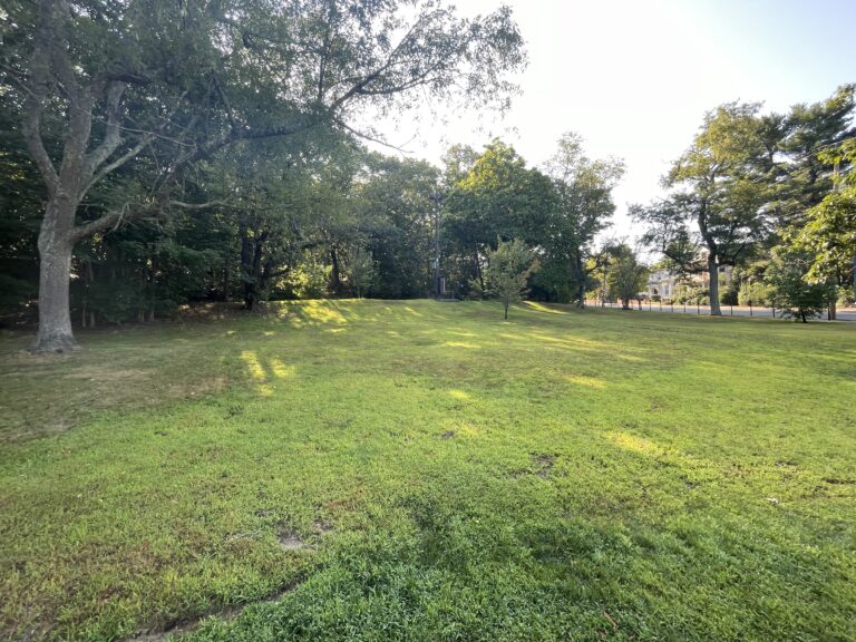 Viscolosi Park looking up the grassy hill to the treeline in August