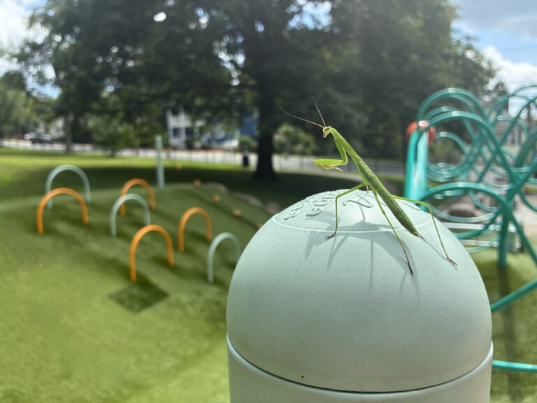 Viscolosi Park praying mantis on a play structure post August 2026