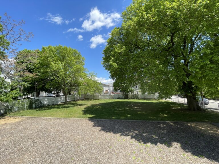Warren St Park big tree shading the lawn area in May