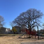 Warren St Park significant tree structure visible against January sky