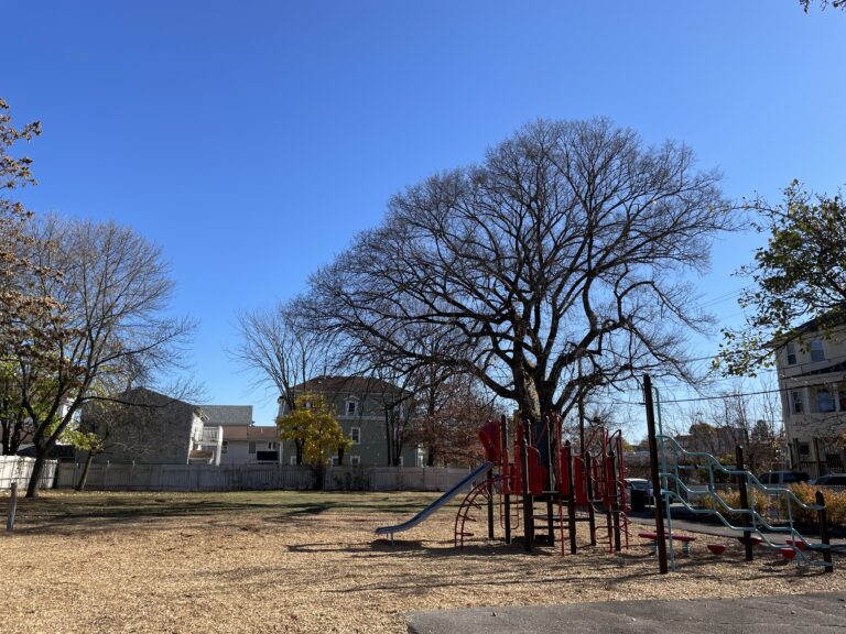 Warren St Park significant tree structure visible against January sky