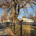 Warren St Park in November significant tree