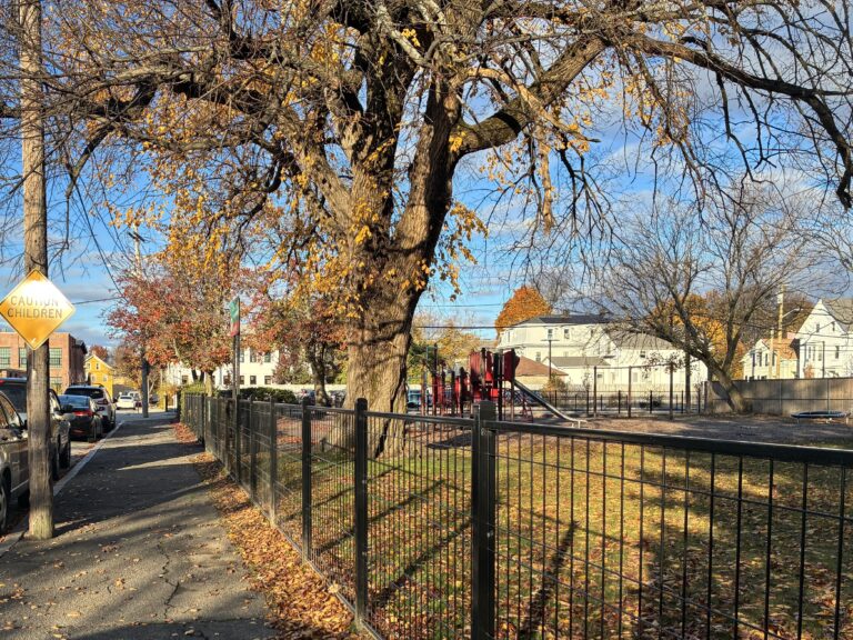 Warren St Park in November significant tree