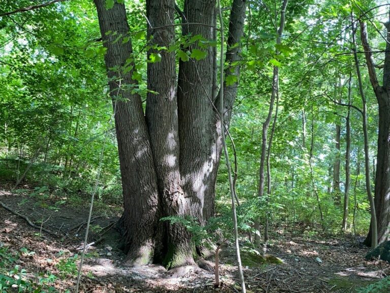 Narducci Greenspace significant Oak Tree will become a focal point of a future park
